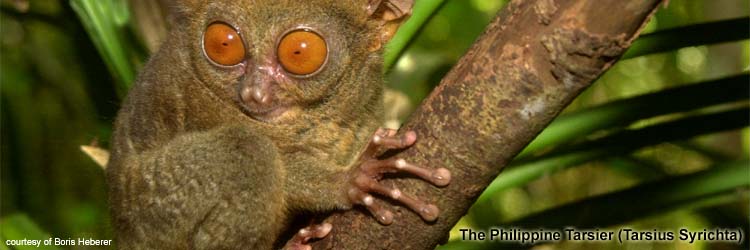 Bohol_Tarsier